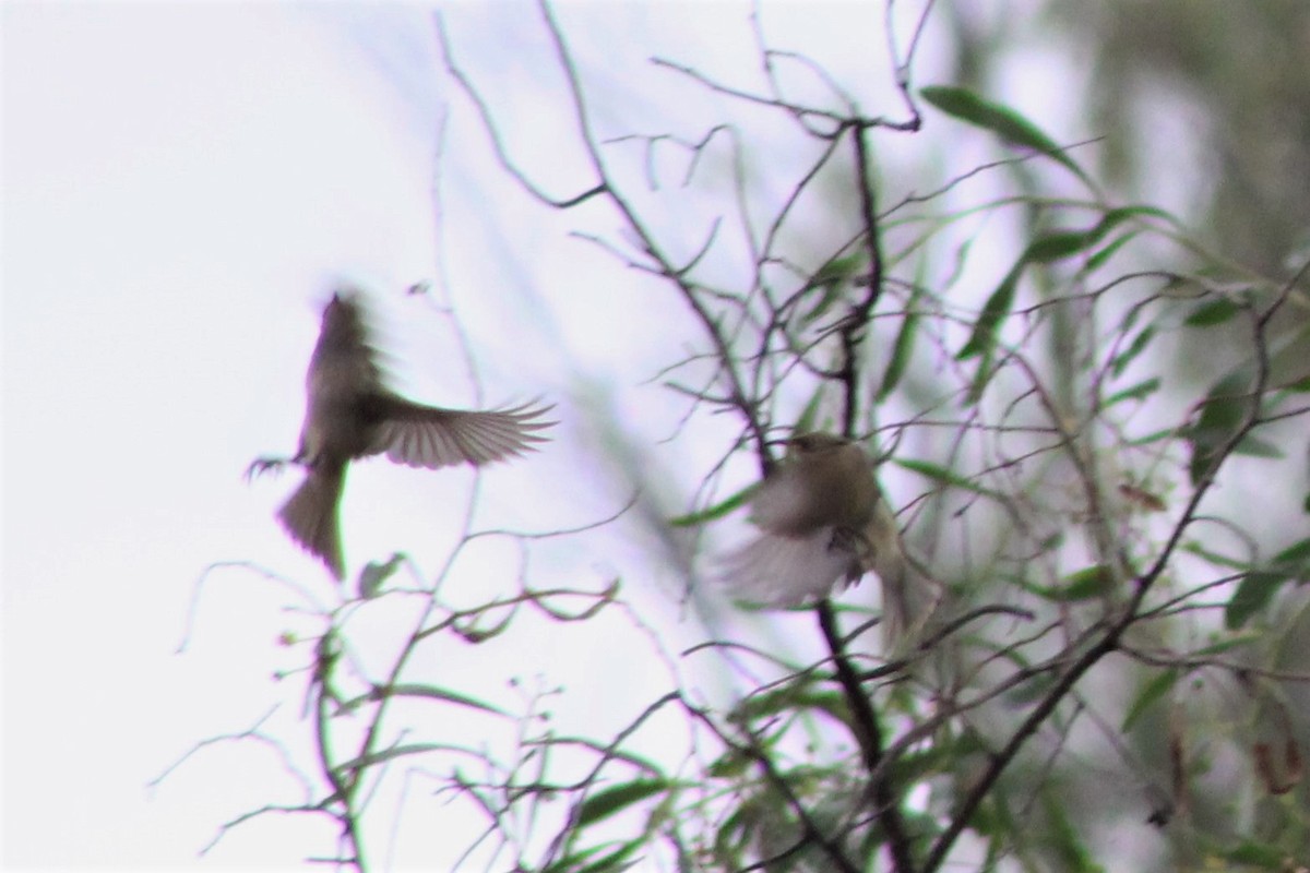 Brown Honeyeater - ML147556631