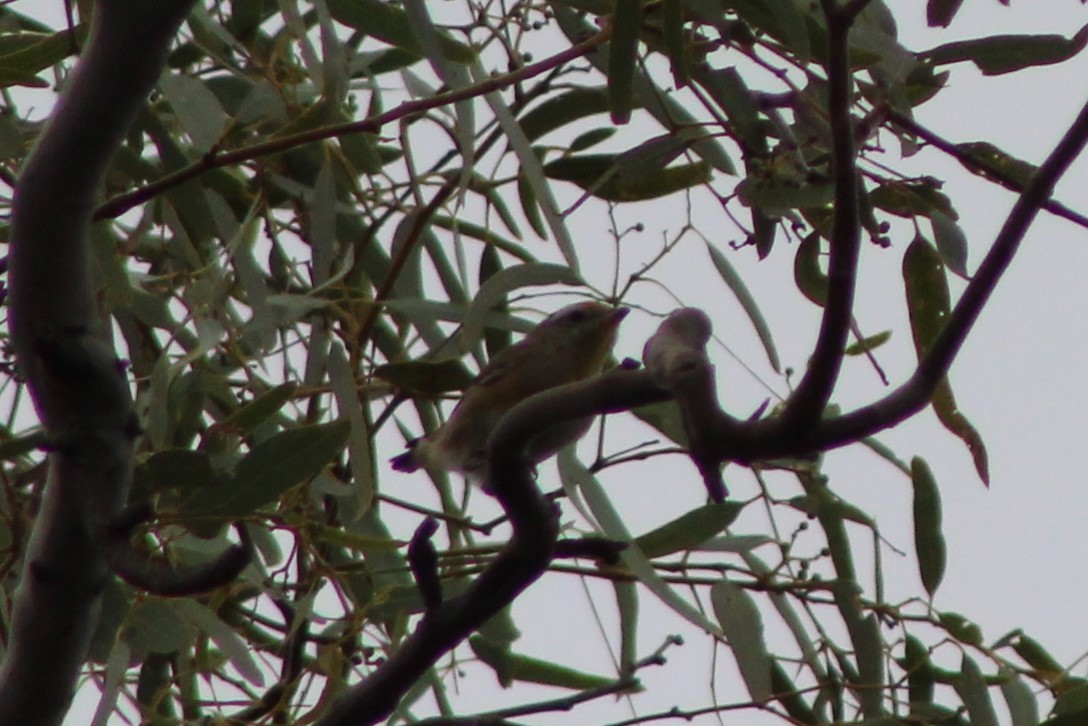 Striated Pardalote (Striated) - ML147556641