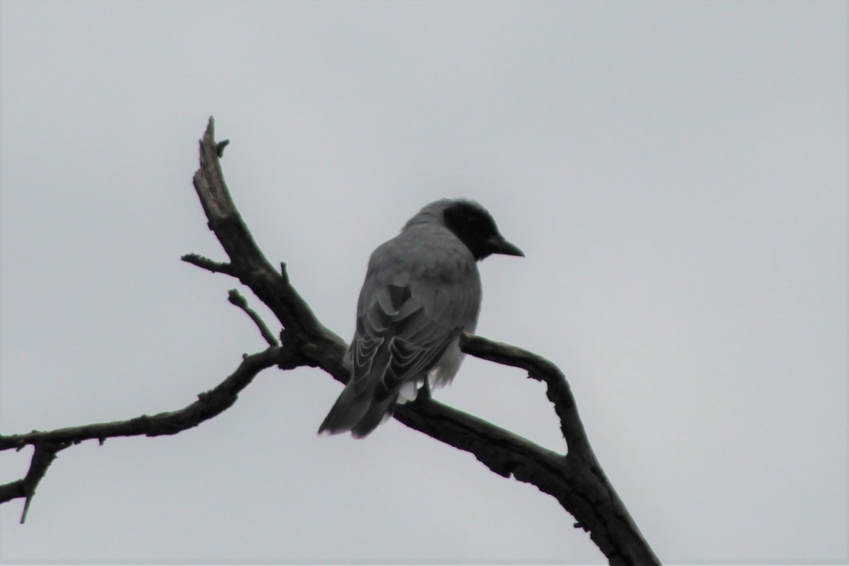 Black-faced Cuckooshrike - ML147556761