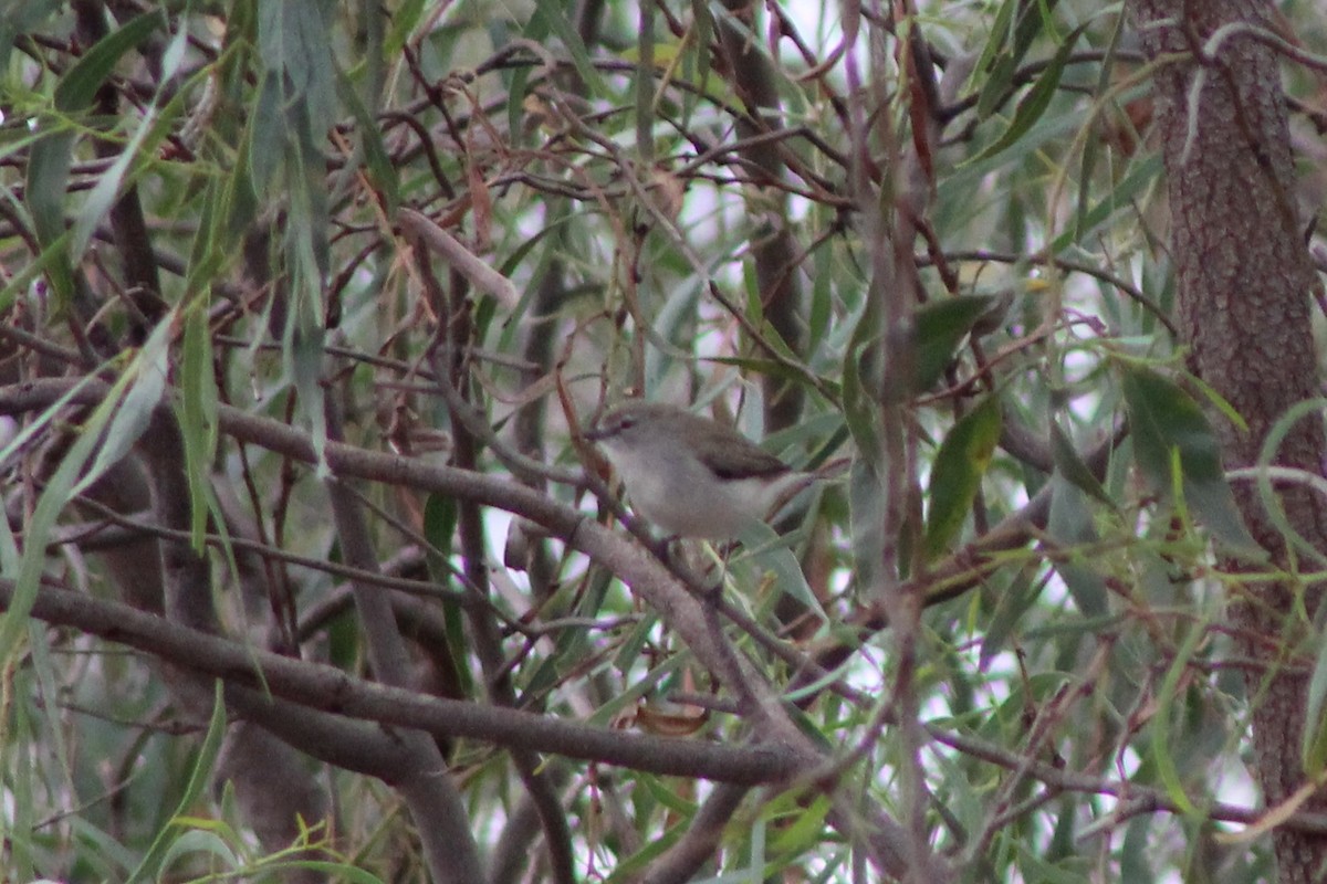 Western Gerygone - ML147556781