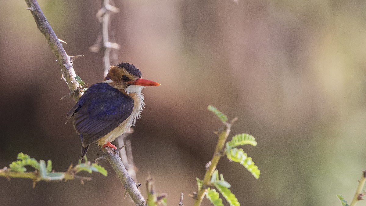 African Pygmy Kingfisher - ML147557691