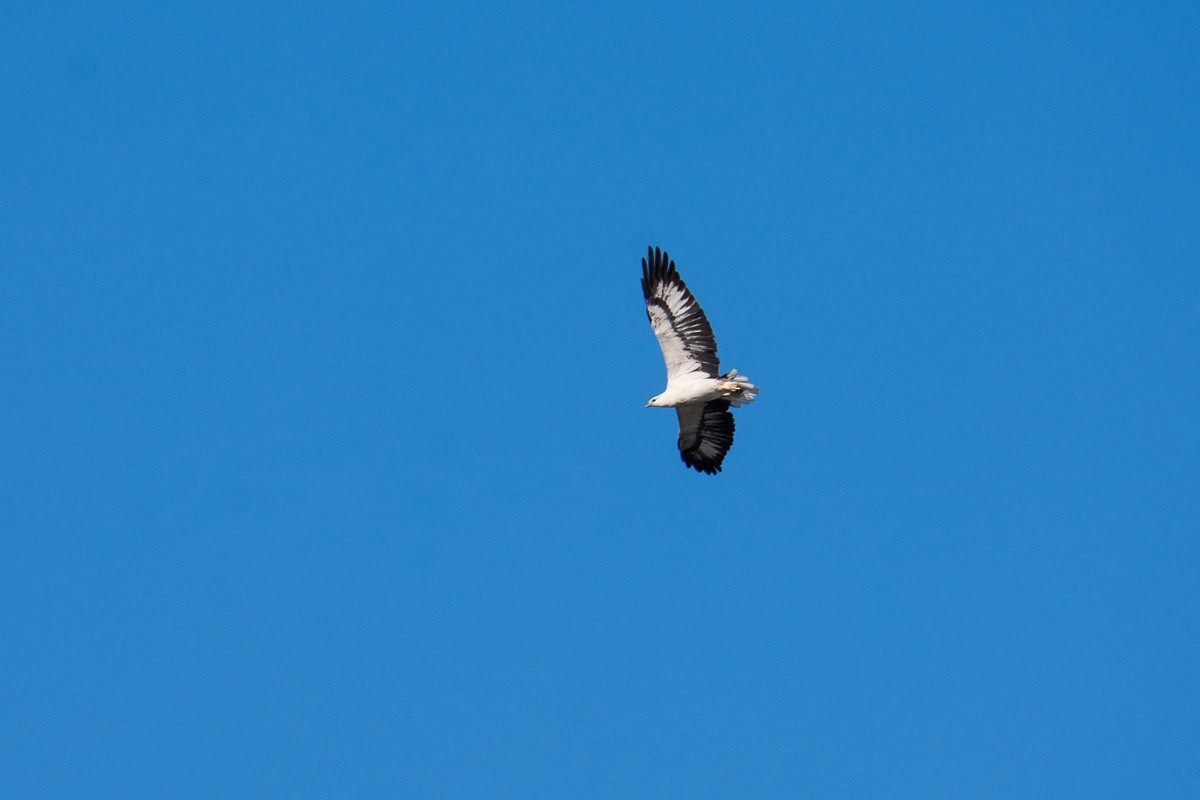 White-bellied Sea-Eagle - ML147558001