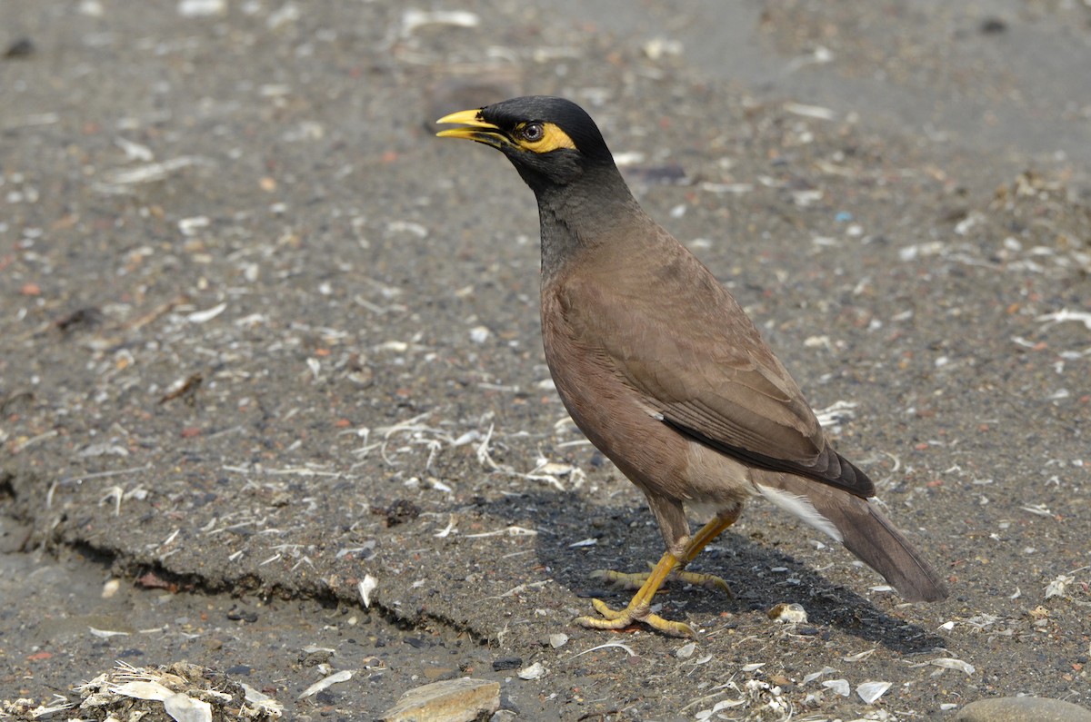 Common Myna - Paul Shaffner