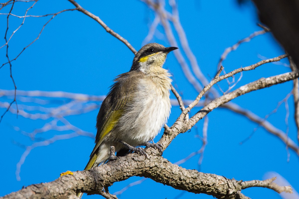 Singing Honeyeater - ML147558051