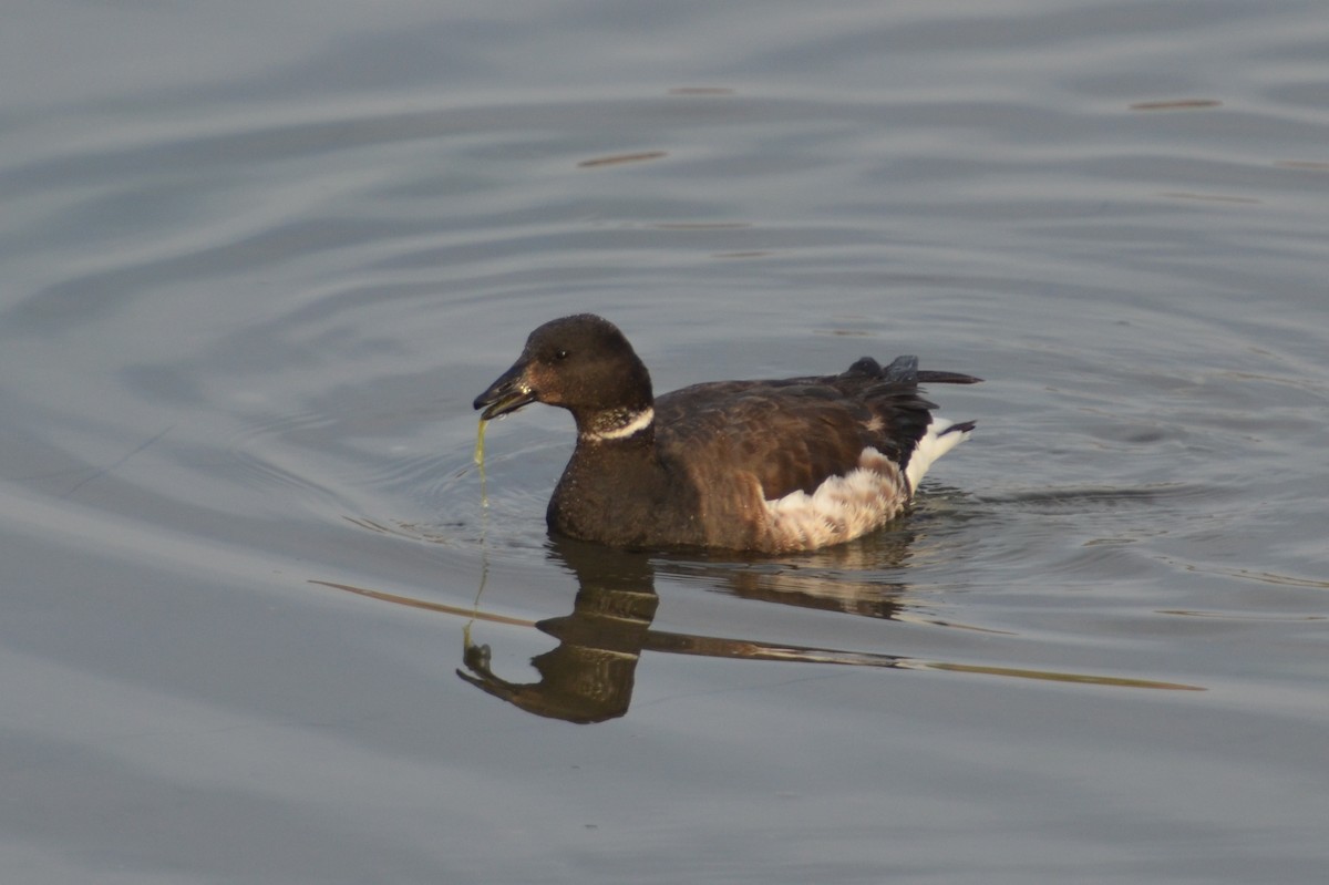 Branta musubeltza - ML147559371