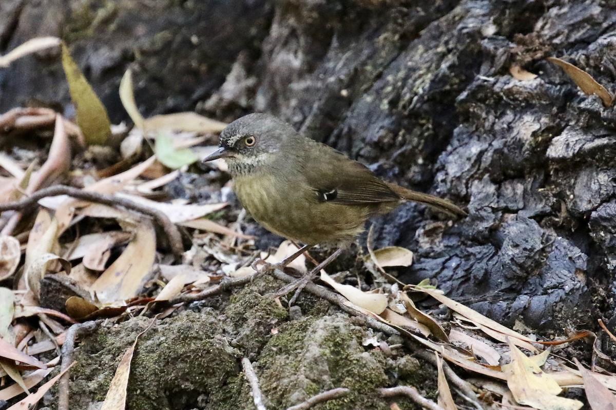 Tasmanian Scrubwren - Russ Morgan