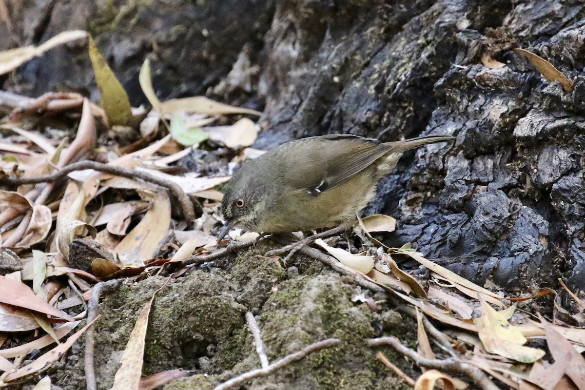 Tasmanian Scrubwren - Russ Morgan