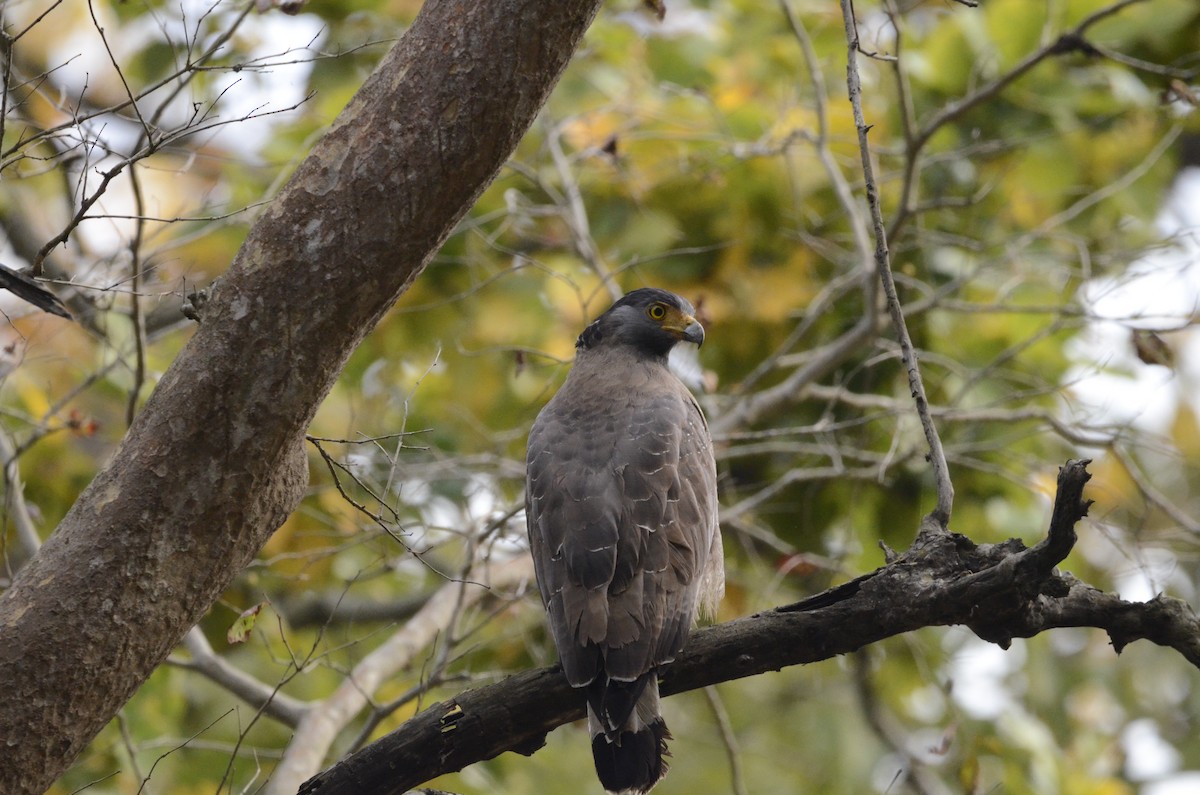 Haubenschlangenadler - ML147560641