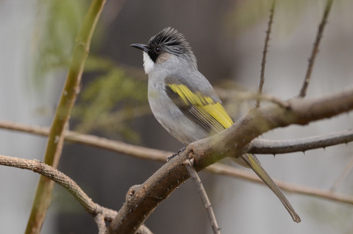 Bulbul à ailes vertes - ML147560661