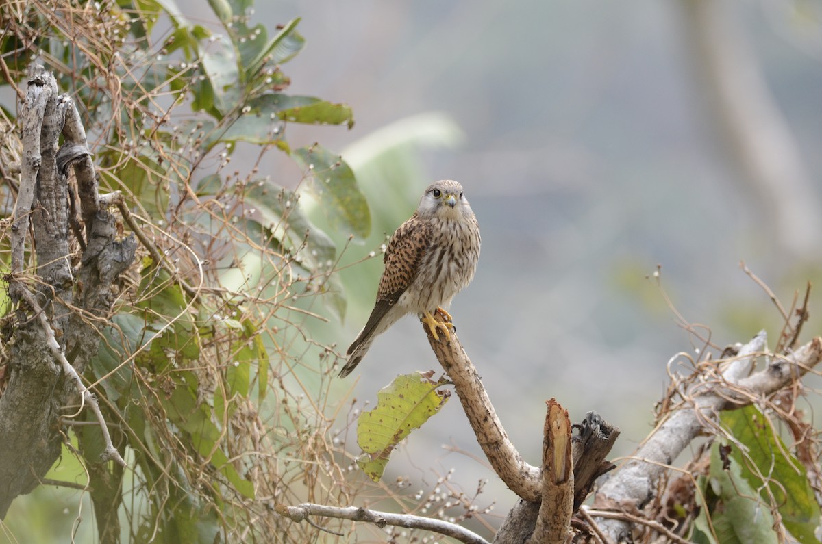 Eurasian Kestrel - Trilok Singh  Bisht