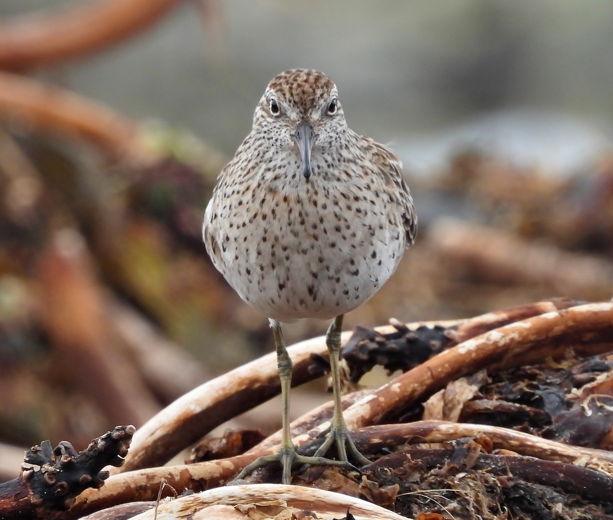 Sharp-tailed Sandpiper - ML147561021