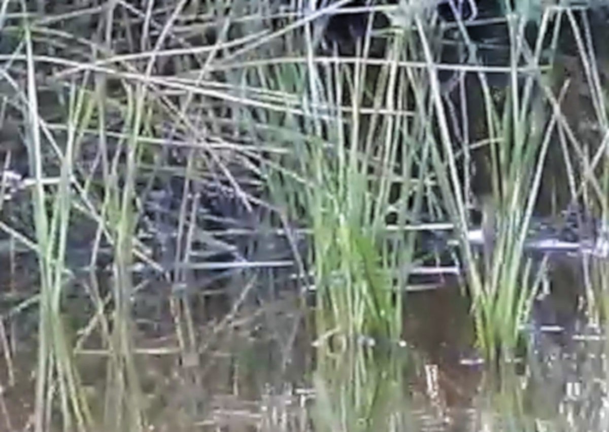 Baillon's Crake - ML147562341