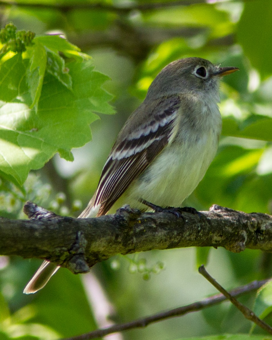 Least Flycatcher - ML147562671