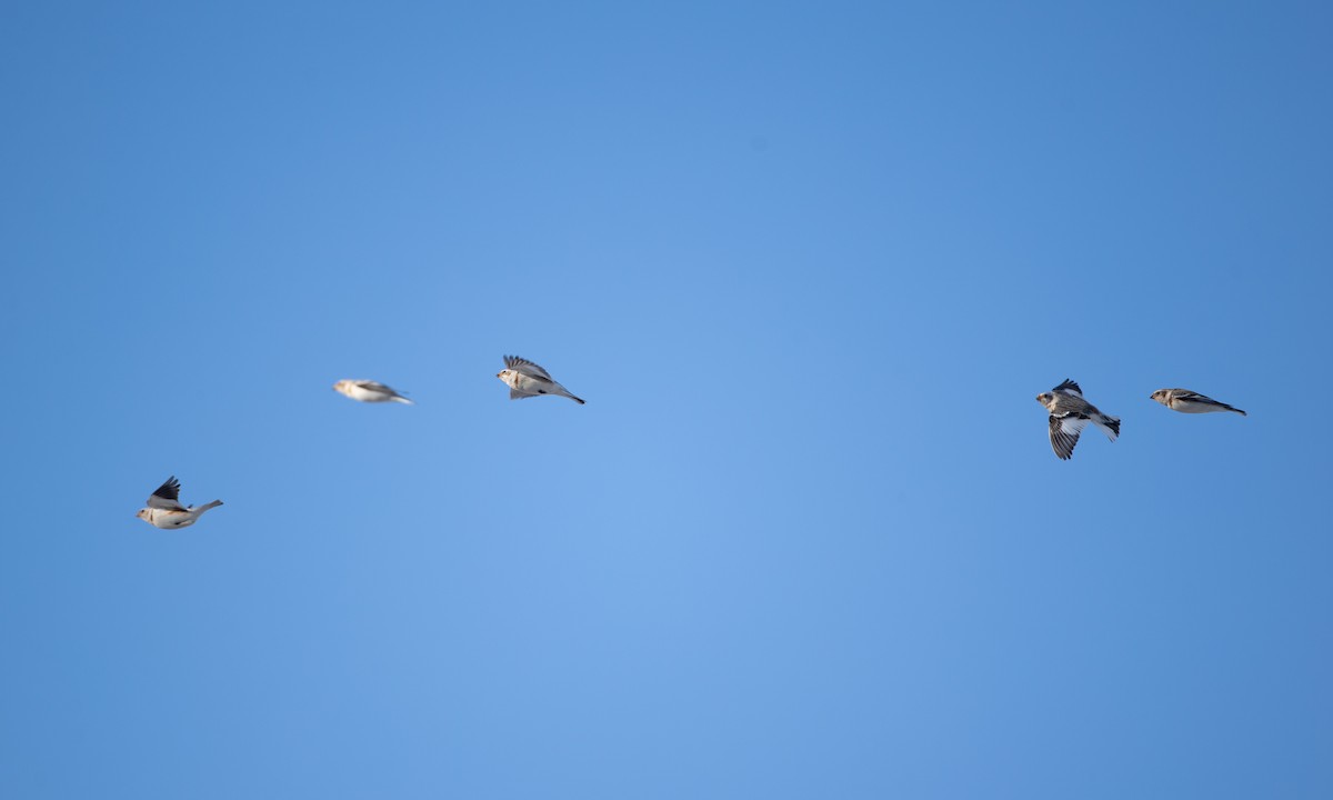 Snow Bunting - Chris Wood