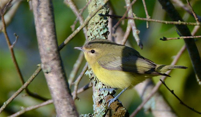 Philadelphia Vireo - ML147567811