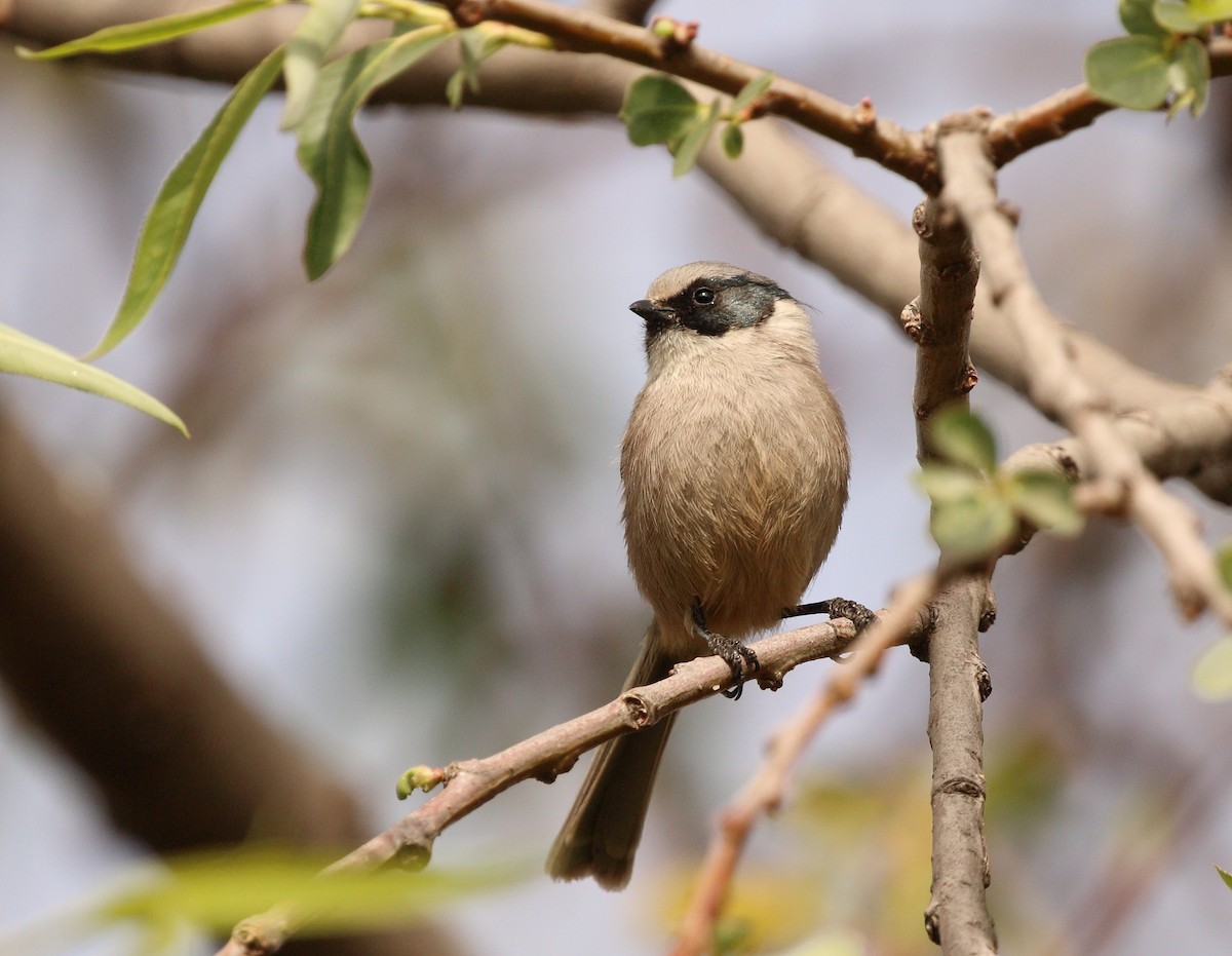 Bushtit (melanotis Group) - ML147568991