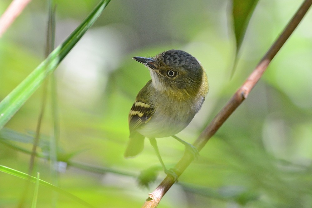 Buff-cheeked Tody-Flycatcher - ML147569141