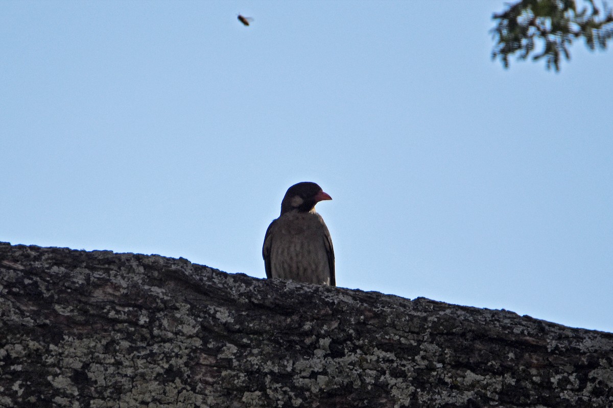 Greater Honeyguide - Brian Henderson