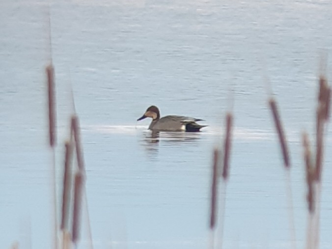 Gadwall x Northern Pintail (hybrid) - ML147570081