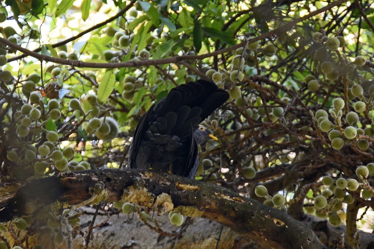 holub olivový - ML147570231