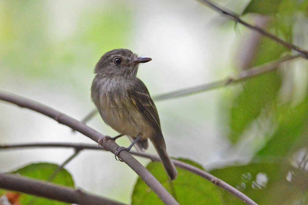 Acre Tody-Tyrant - Bruno Rennó