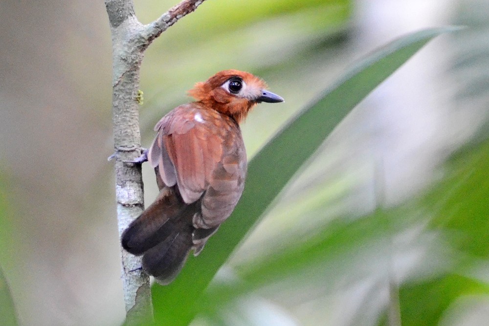 Pale-faced Bare-eye - Bruno Rennó