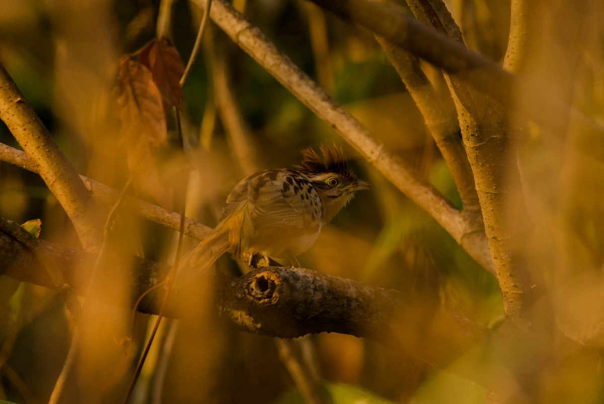 Striped Cuckoo - ML147571911