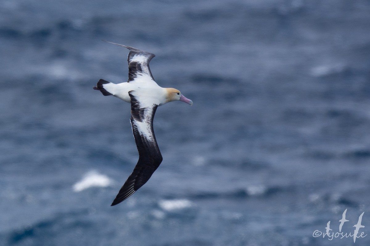 Short-tailed Albatross - Ryosuke Abe