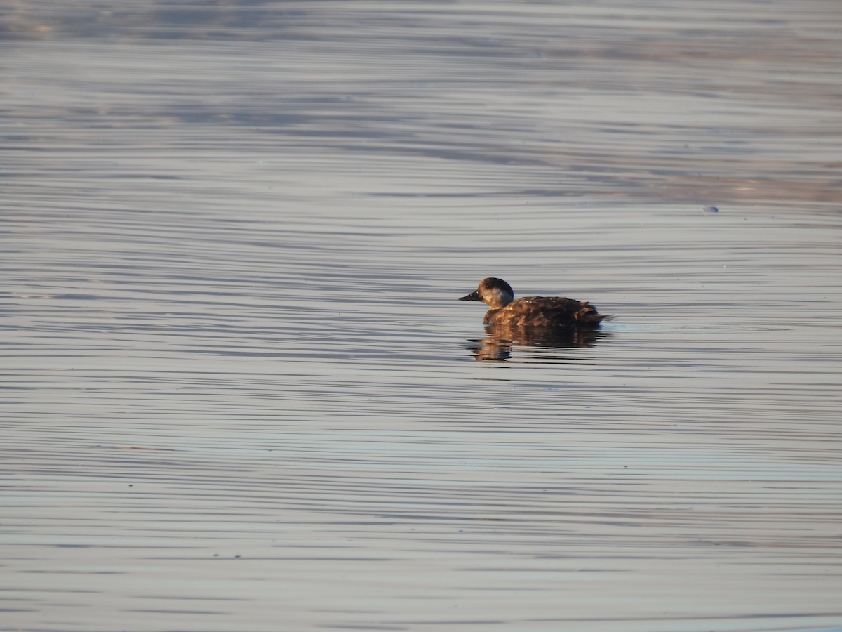 Common Scoter - ML147572801