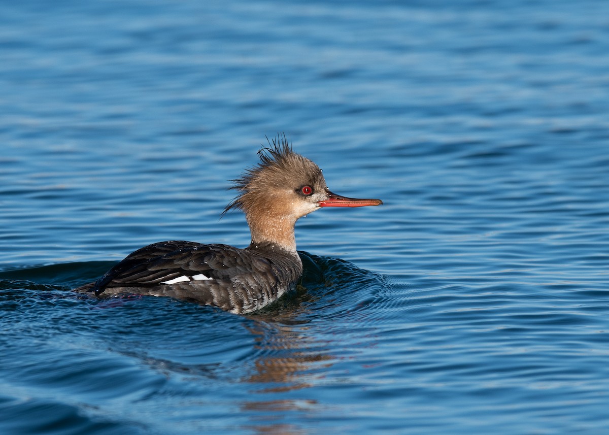 Red-breasted Merganser - ML147573901