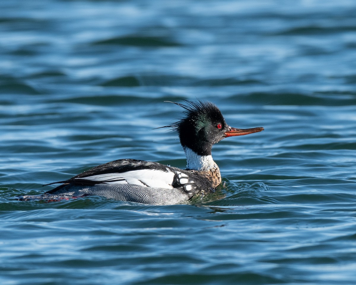 Red-breasted Merganser - ML147573921