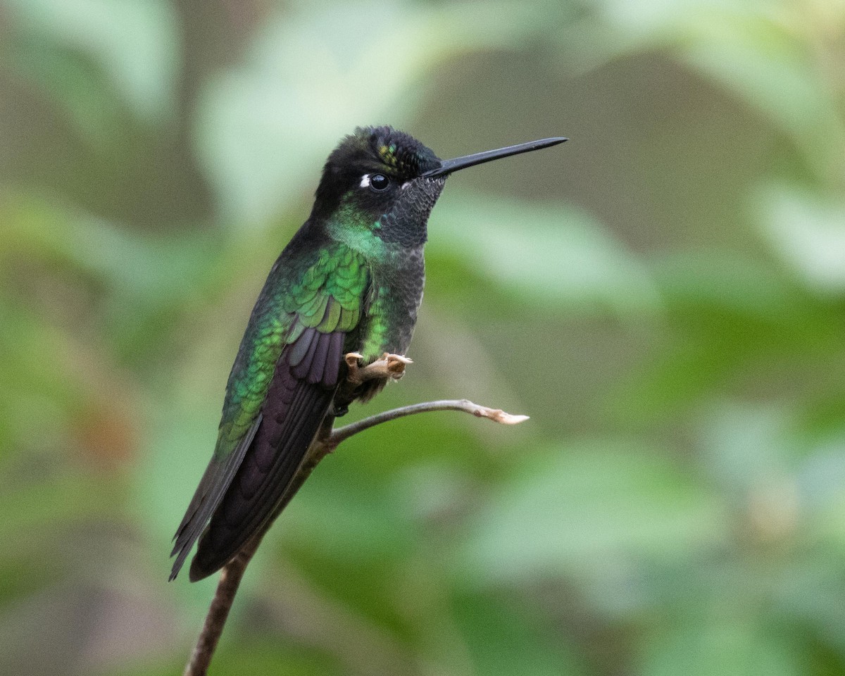 Talamanca Hummingbird - ML147574261