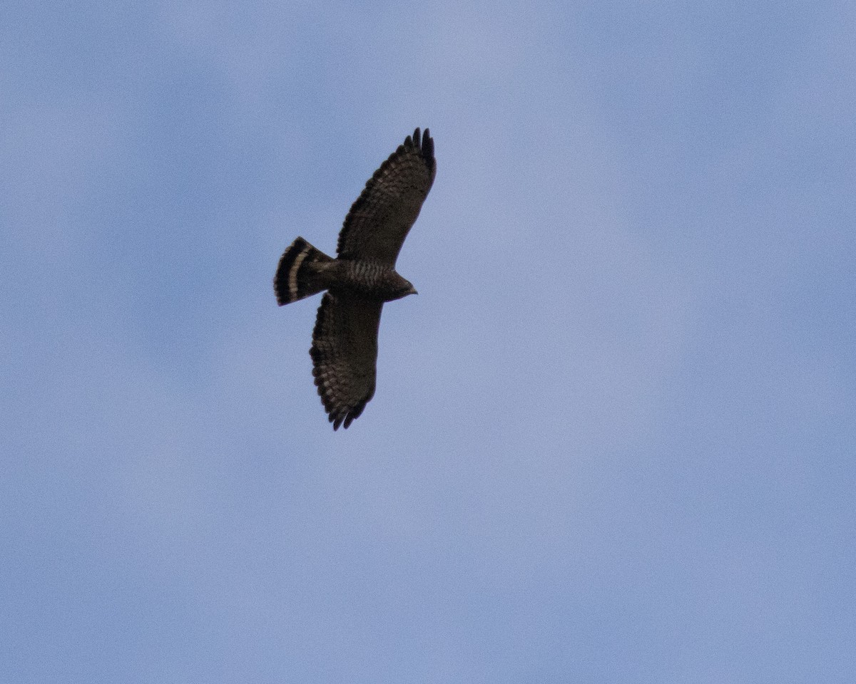 Broad-winged Hawk - Dixie Sommers