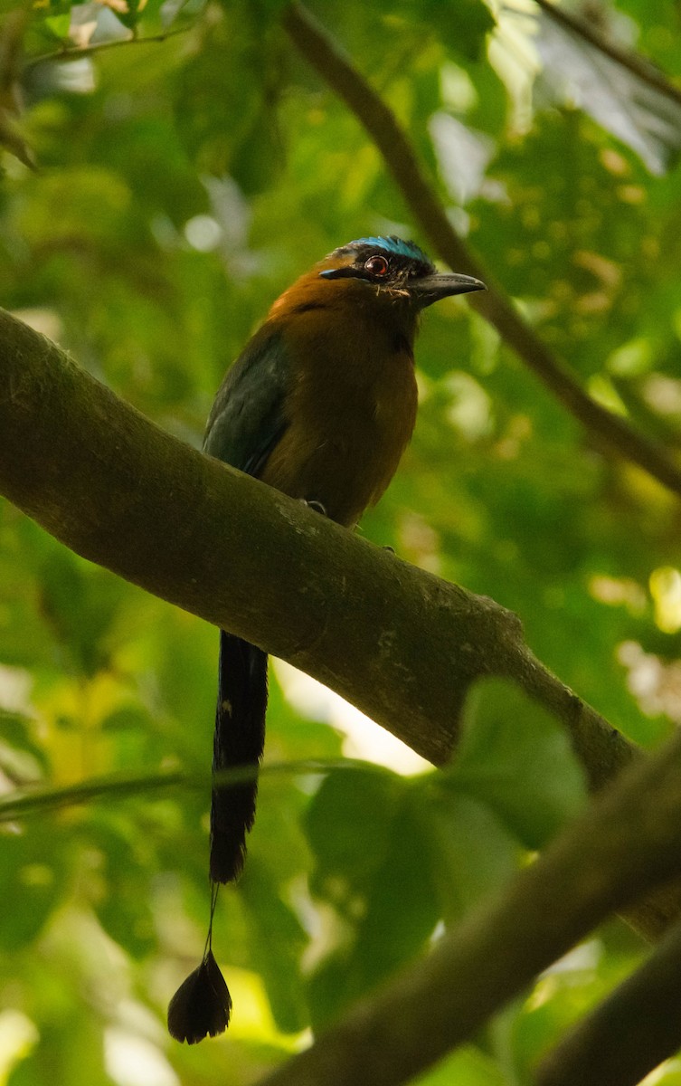 Motmot de Lesson - ML147574481