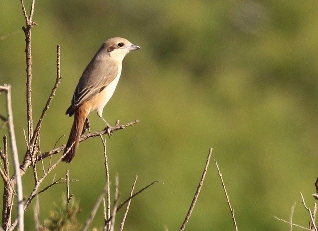 Isabelline Shrike - Martin Pitt