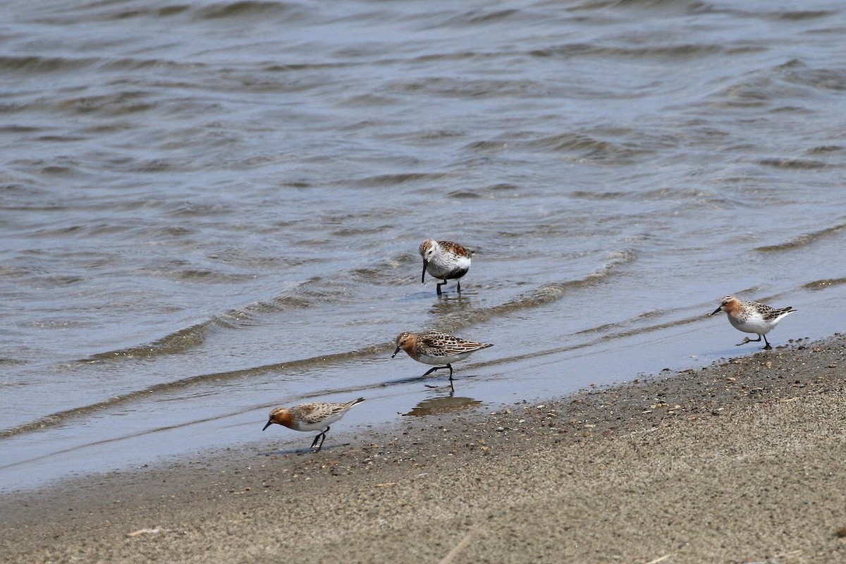 Sanderling - ML147575161