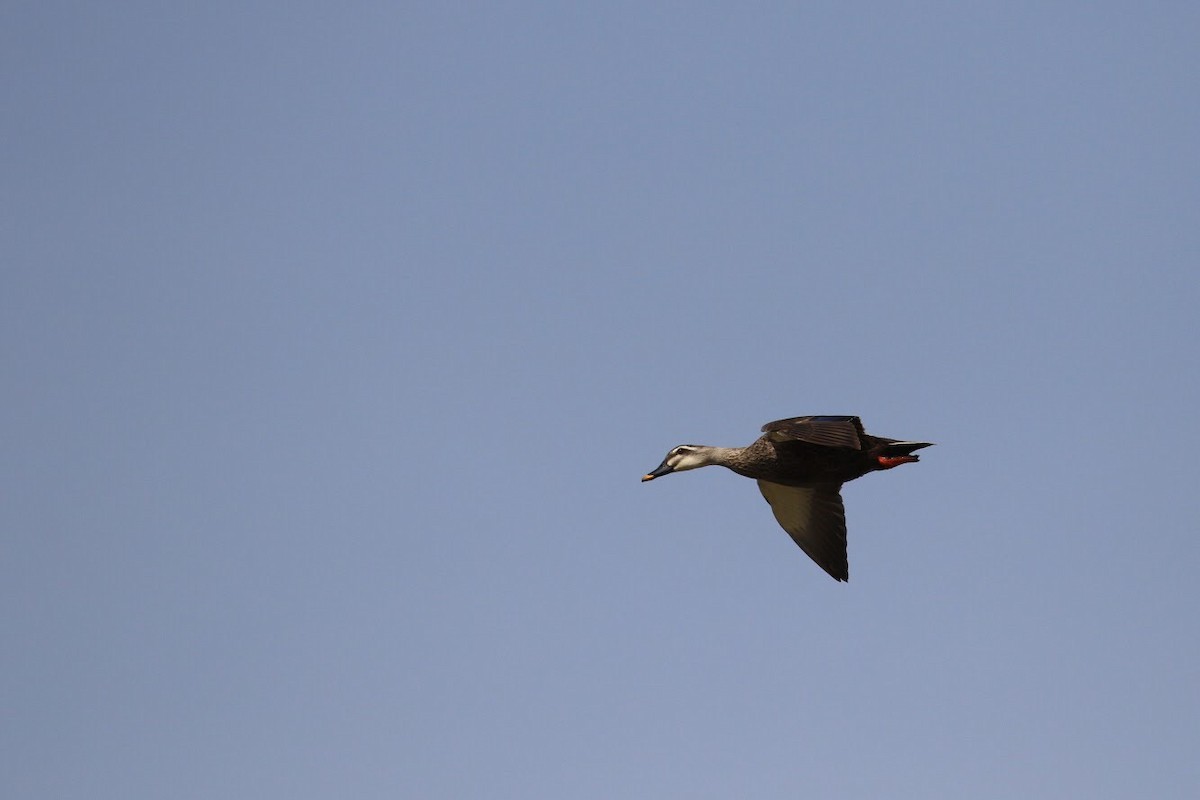 Eastern Spot-billed Duck - ML147575221