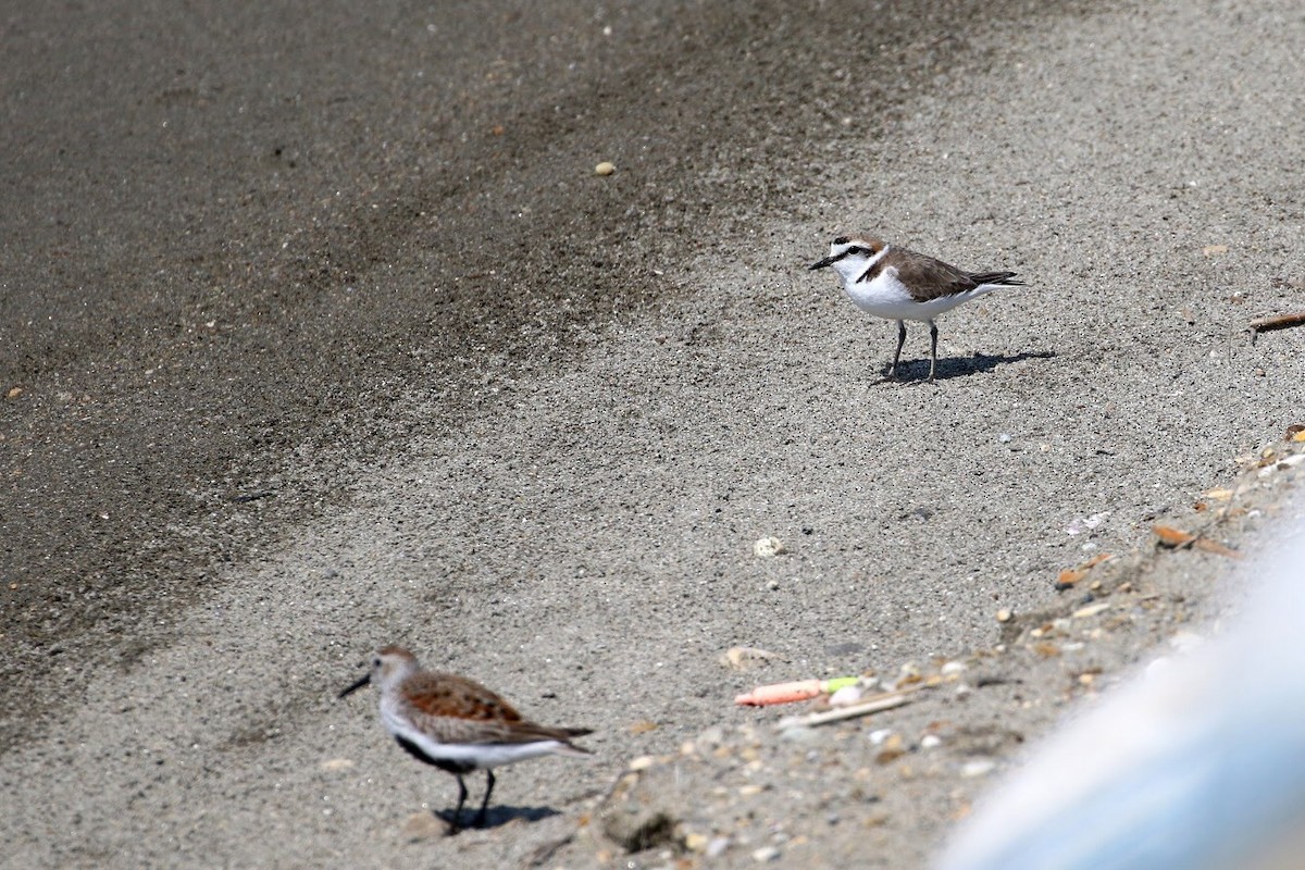 Kentish Plover - ML147575251