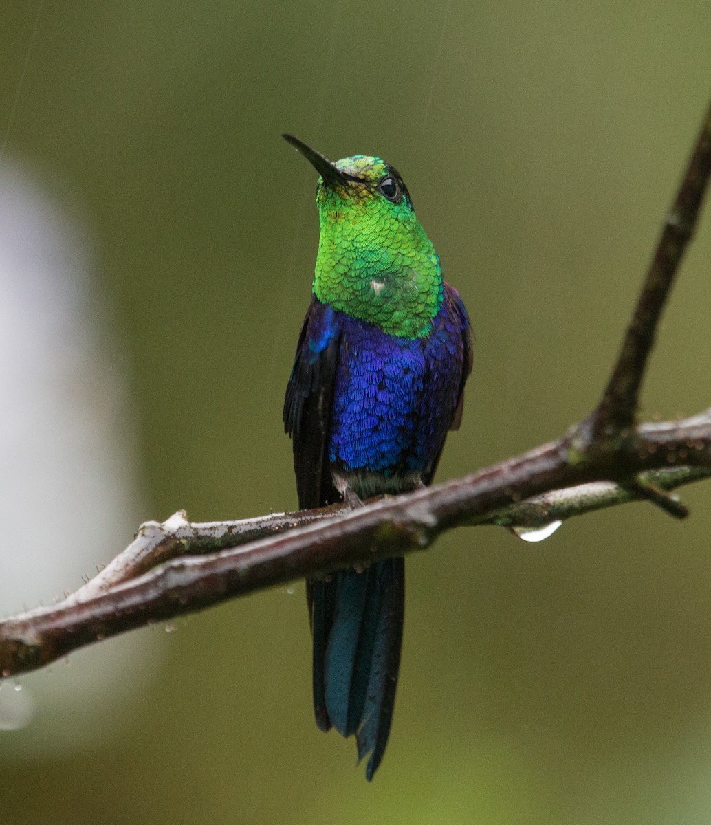 Violettkronennymphe (Green-crowned Woodnymph) - ML147575551