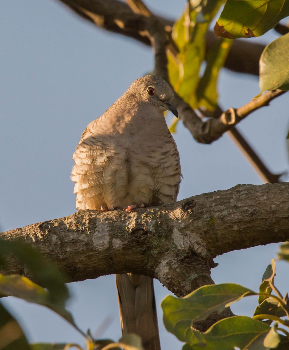 Inca Dove - ML147575711