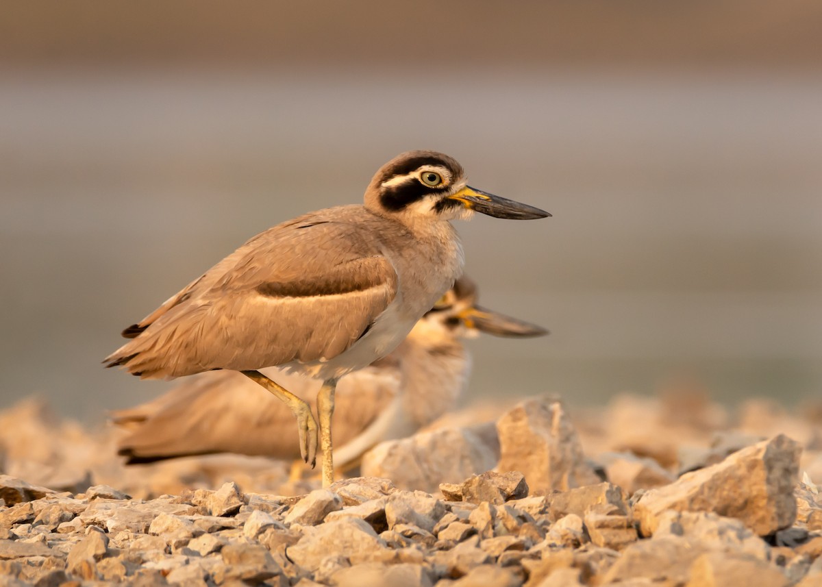 Great Thick-knee - ML147576091