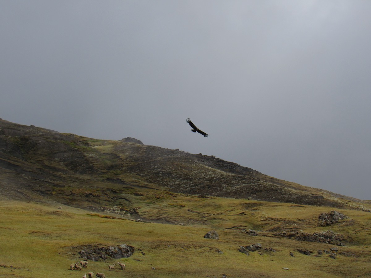 Andean Condor - ML147576141