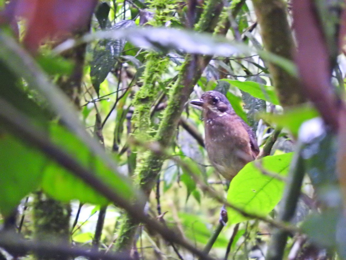 Moustached Antpitta - ML147576851