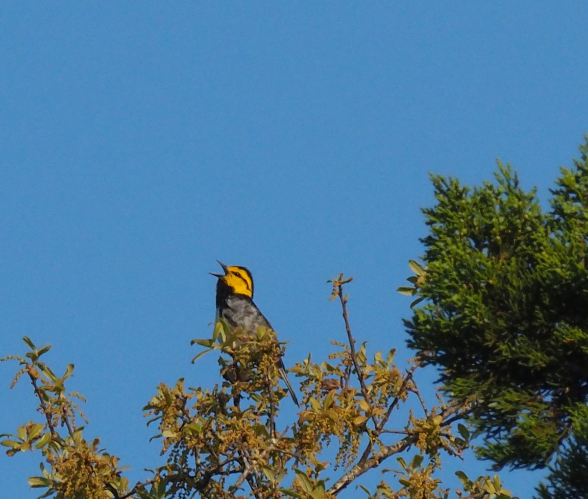 Golden-cheeked Warbler - ML147577011