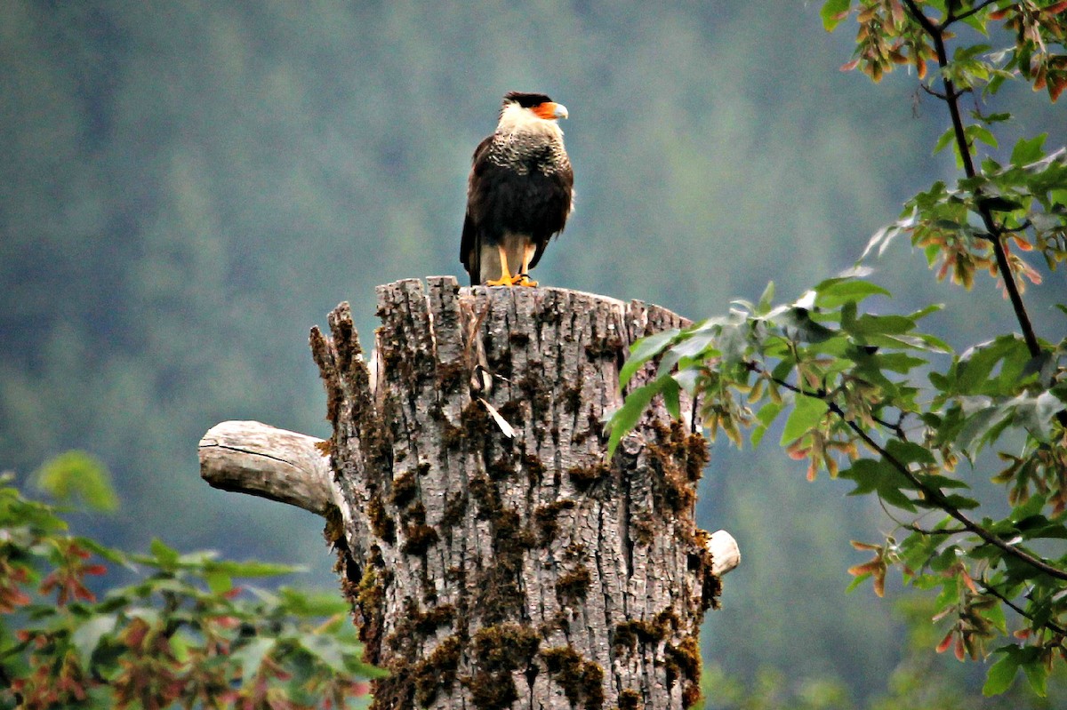 Crested Caracara (Northern) - ML147577081