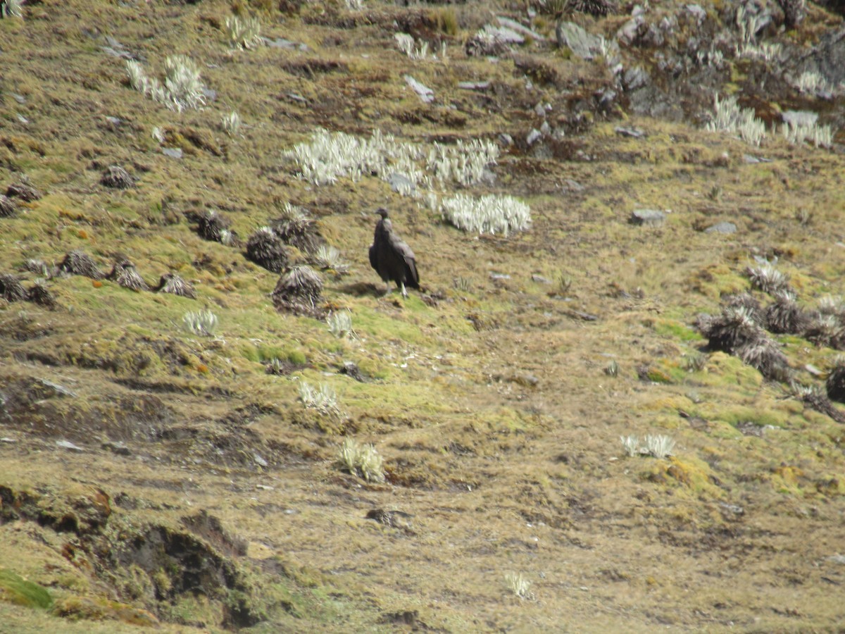 Andean Condor - ML147577131