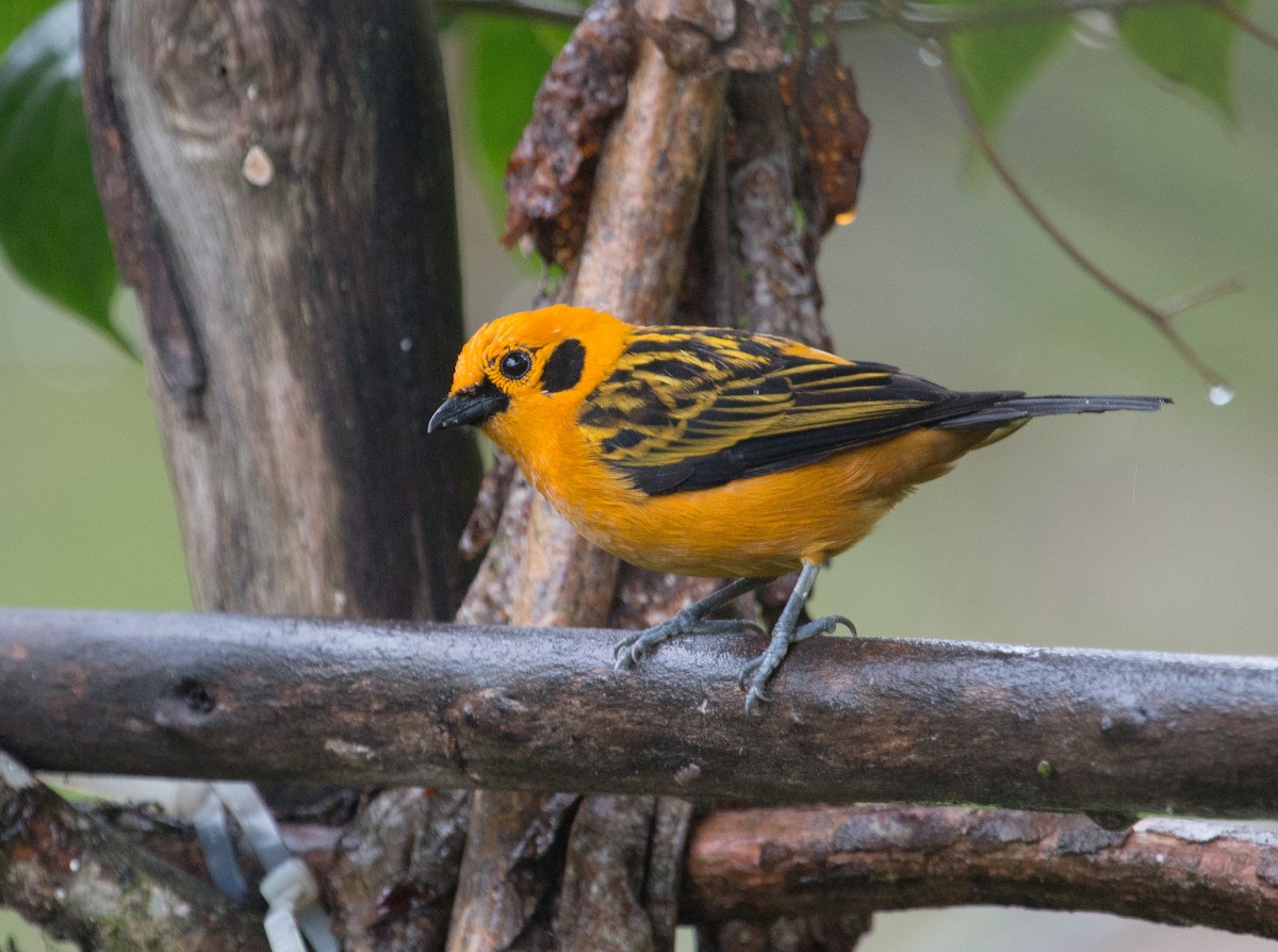 Golden Tanager - ML147578181