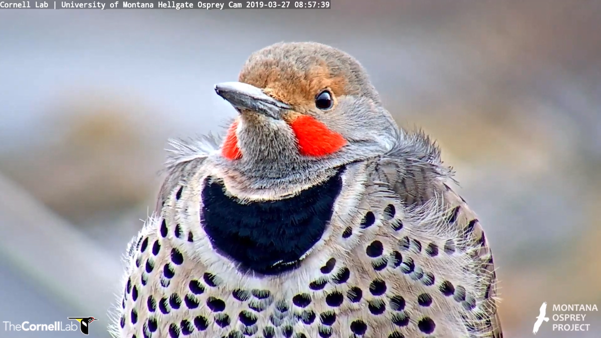 Northern Flicker - ML147578231