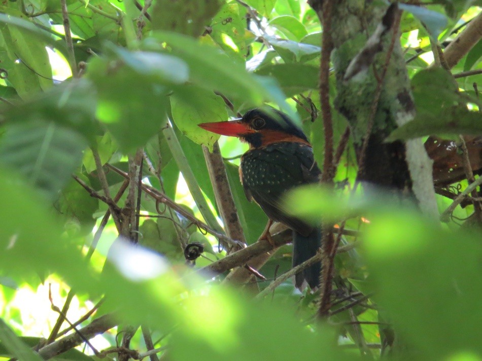 Blue-capped Kingfisher - ML147579311