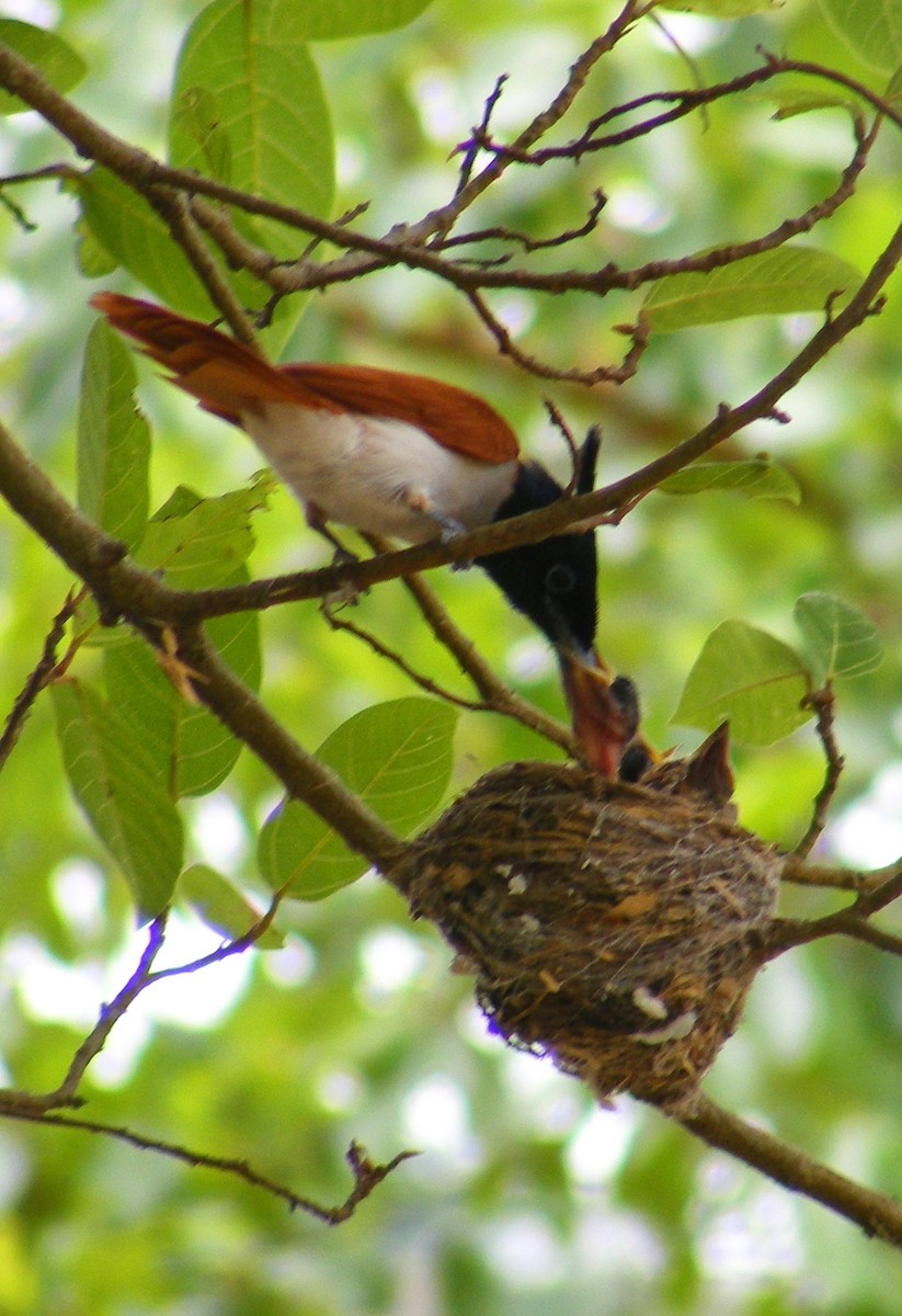 Indian Paradise-Flycatcher - ML147579441